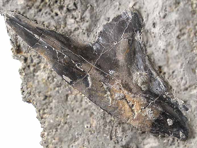 Poissons fossiles : ceintures pectorales (cleithrum, clithrum) jurassique Boulonnais